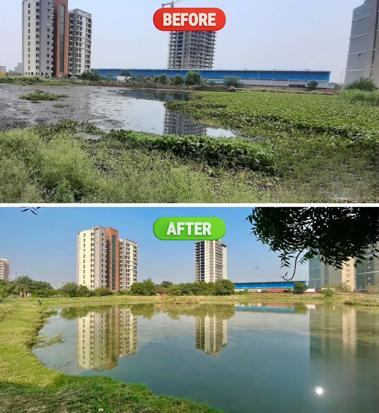 Before & After: Greater Noida pond